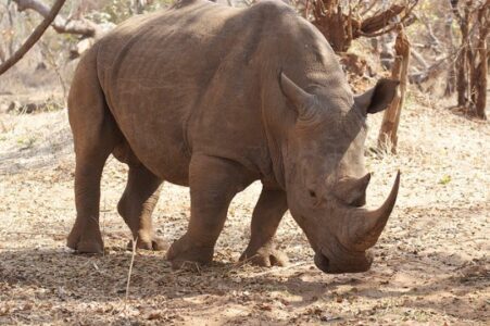 Stem Cells Could Save Highly Endangered Species Image